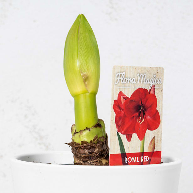 Amarilis (hippeastrum)