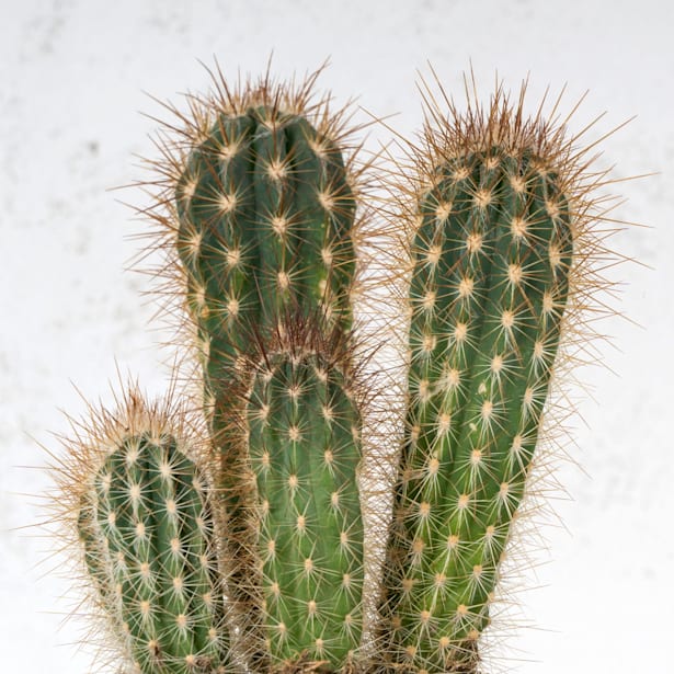 Cactus (variados)