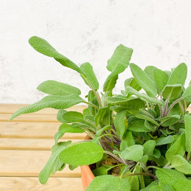 Salvia Officinalis - Planta aromática