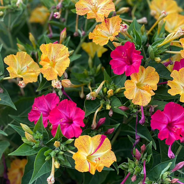 Mirabilis jalapa (don diego de noche)