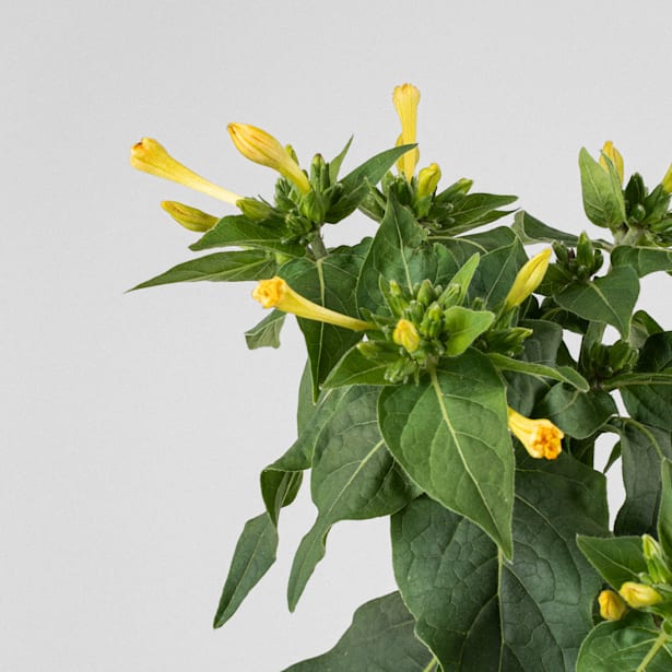 Mirabilis jalapa (don diego de noche)