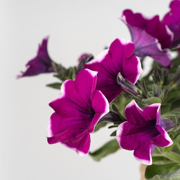 Surfinia (Variedad de Petunia |