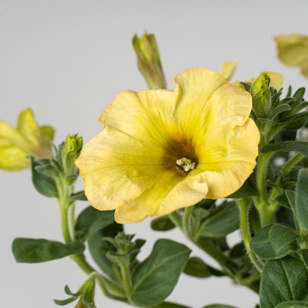 Surfinia (Petunia colgante)