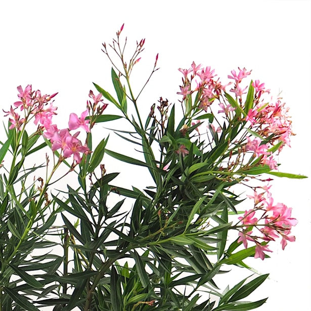 Adelfa rosa (nerium oleander)