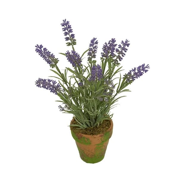 Maceta mini lavanda