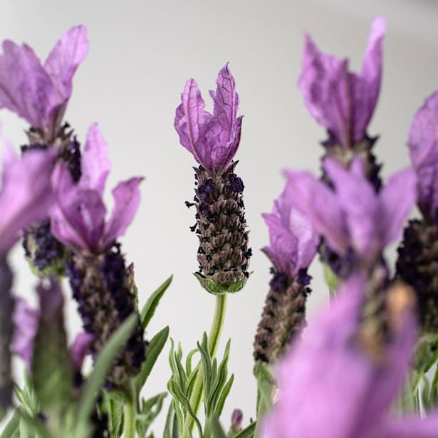 Lavanda Stoechas - Planta aromática