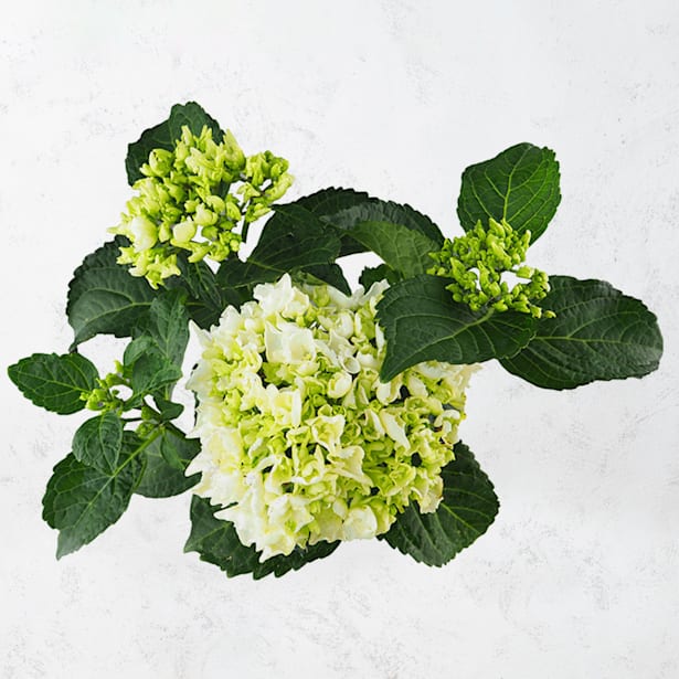 Hortensia de exterior