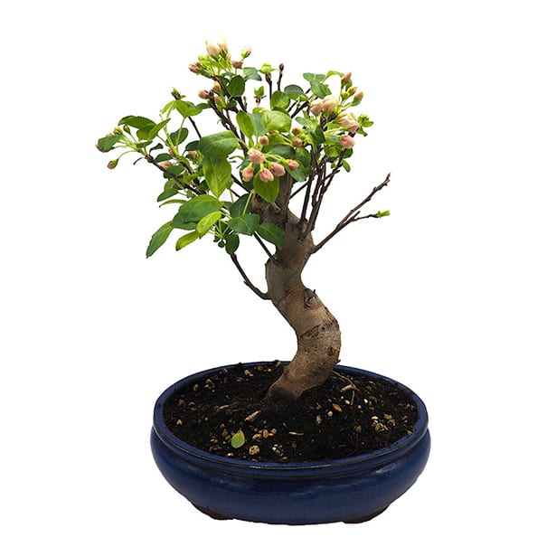 Bonsai Manzano (Malus)