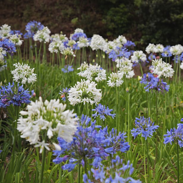 Agapanto (agapanthus africanus)