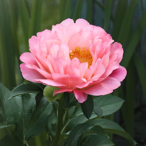 Peonía (paeonia suffruticosa)