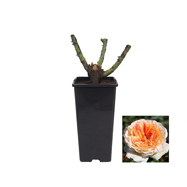 Rosal alphonse daudet naranja 2 litros