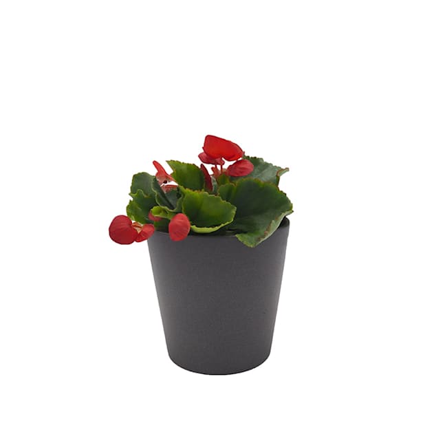 Begonia semperflorens