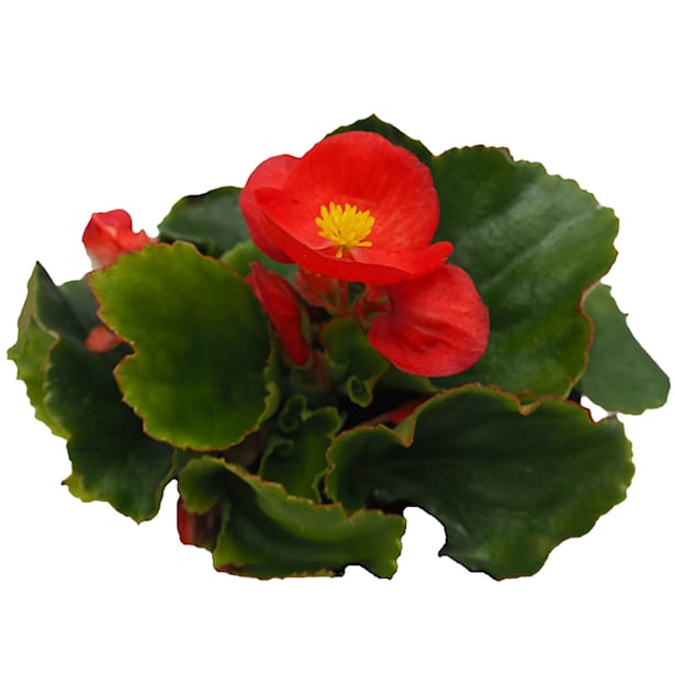 Begonia semperflorens