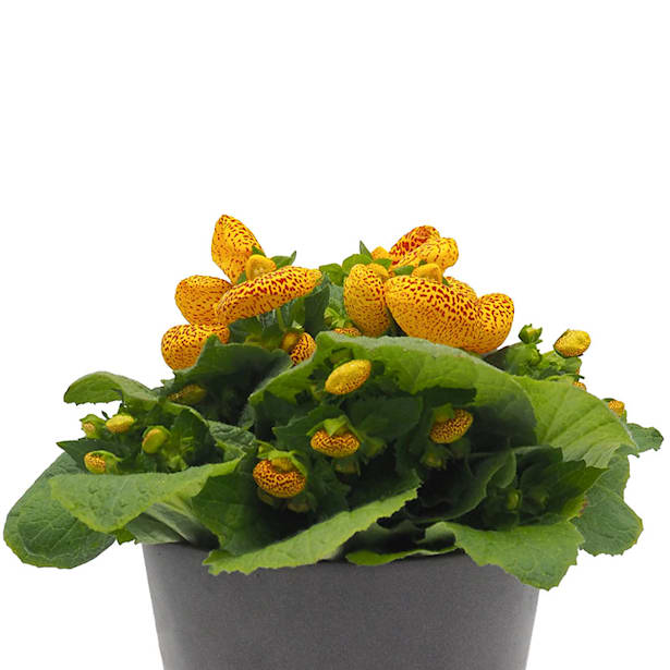 Calceolaria (varios colores)