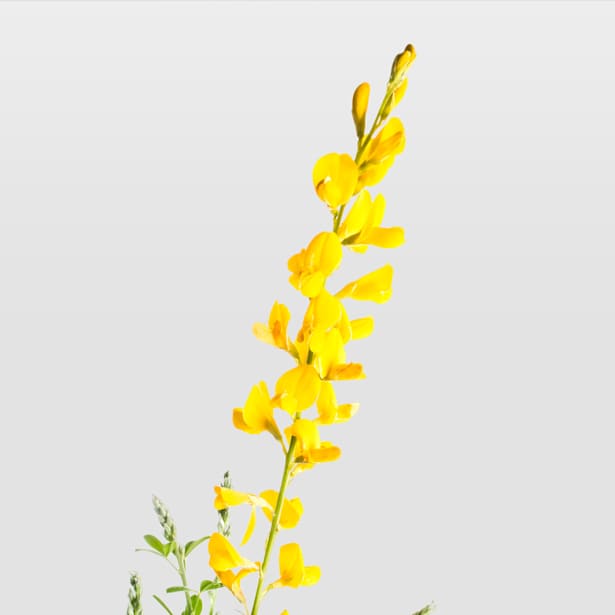 Genista "Maderensis"