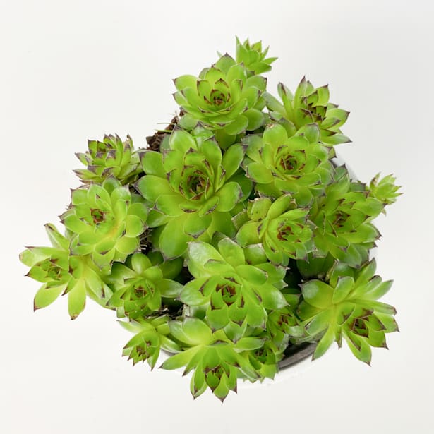 Sempervivum