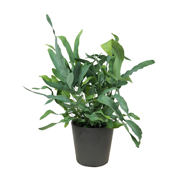 Helecho Phlebodium aureum 'Blue Star'