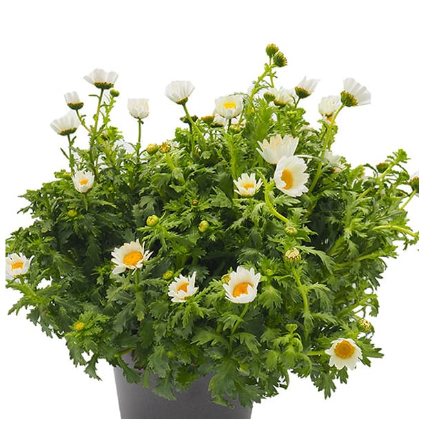 Margarita mini (leucanthemum paludosum)