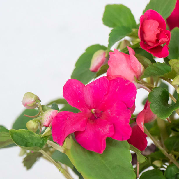 Alegría de la Casa (Impatiens walleriana)