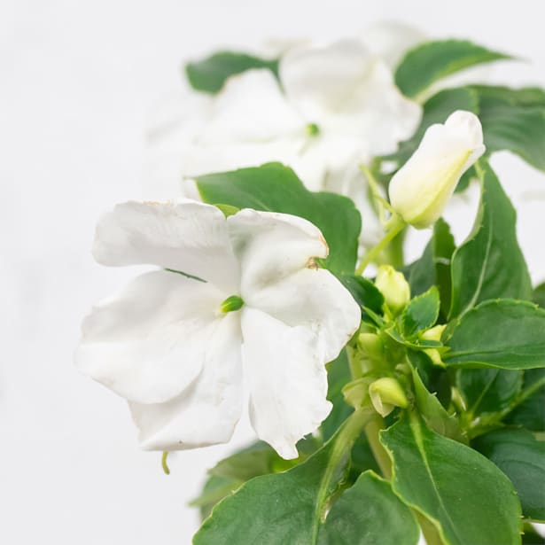 Alegría de la Casa (Impatiens walleriana)