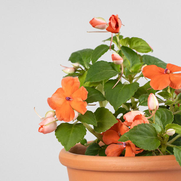 Alegría de la Casa (Impatiens walleriana)