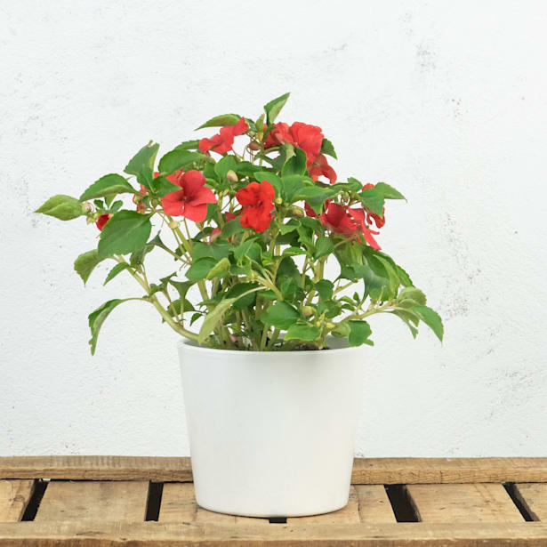 Alegría de la Casa (Impatiens walleriana)