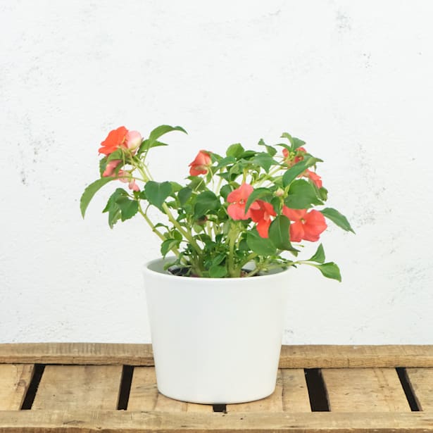 Alegría de la Casa (Impatiens walleriana)