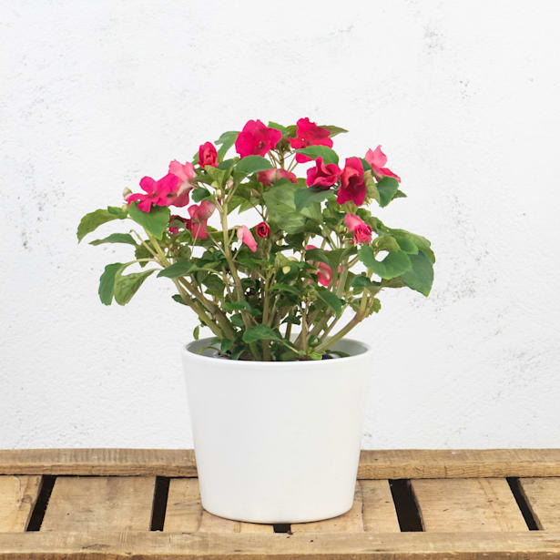 Alegría de la Casa (Impatiens walleriana)