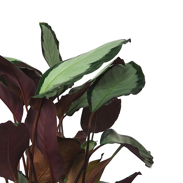 Calathea (especies variadas)