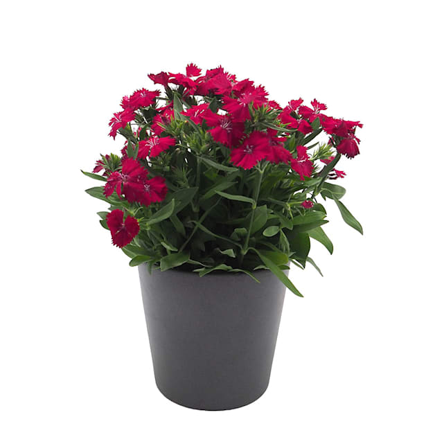 Clavel del poeta - Dianthus barbatus Telstar®