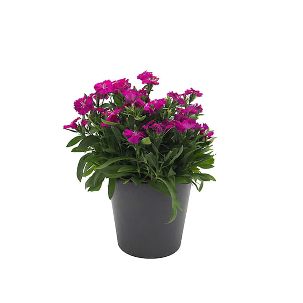 Clavel del poeta - Dianthus barbatus Telstar®