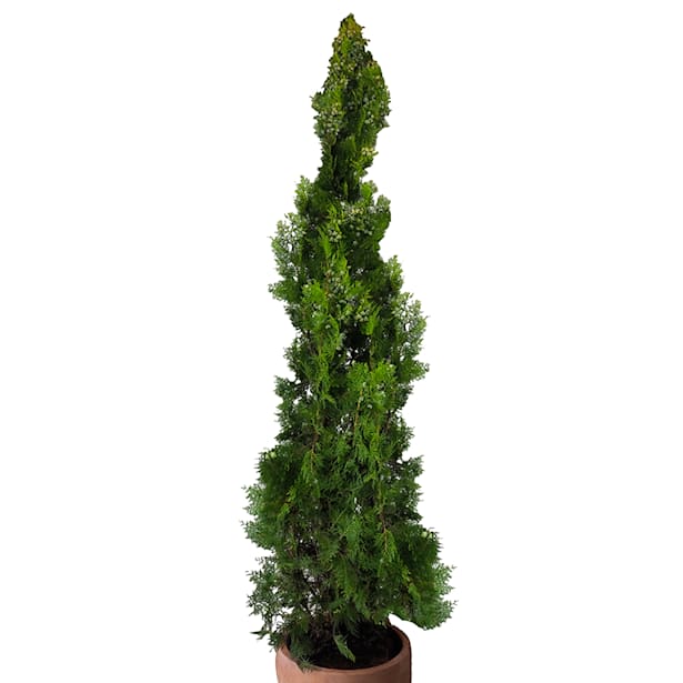 Tuya áurea (thuja orientalis pyramidalis aurea)