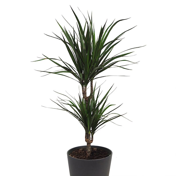 Dracaena marginata