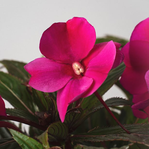 Alegría Guineana (Impatiens hawkeri)