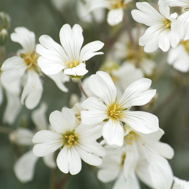 Cerastium tomentosum