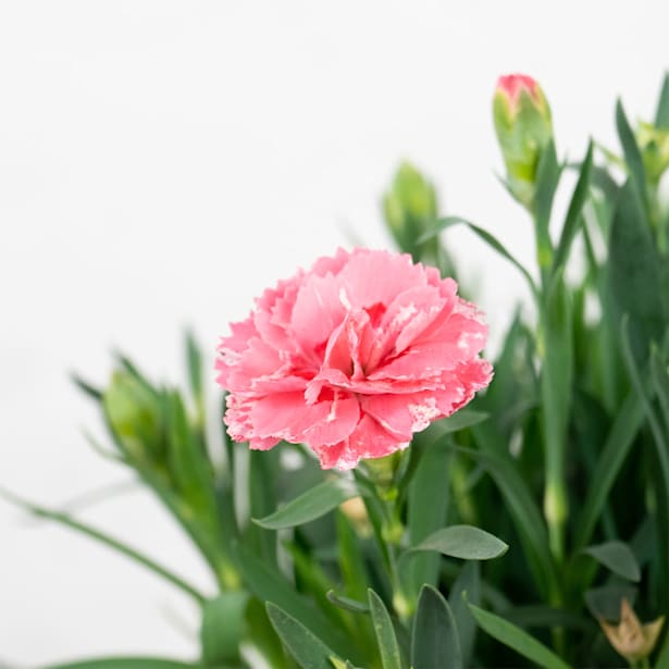 Clavel - Dianthus caryophyllus 'Ten Nelke'