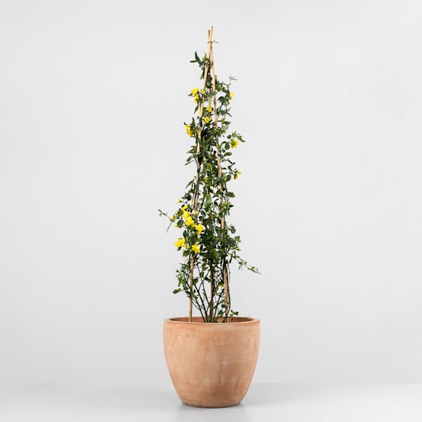 Jazmín (Jasminum Mesnyi) - Tres Cañas