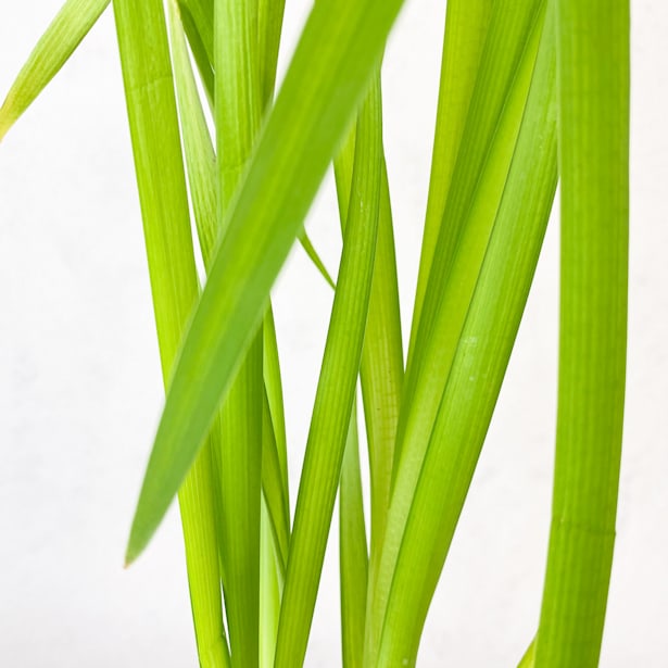 Espadaña (typha latifolia) - Planta palustre de estanque