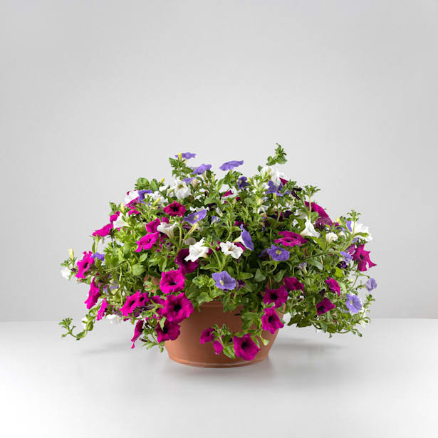 Surfinia (Variedad de Petunia |