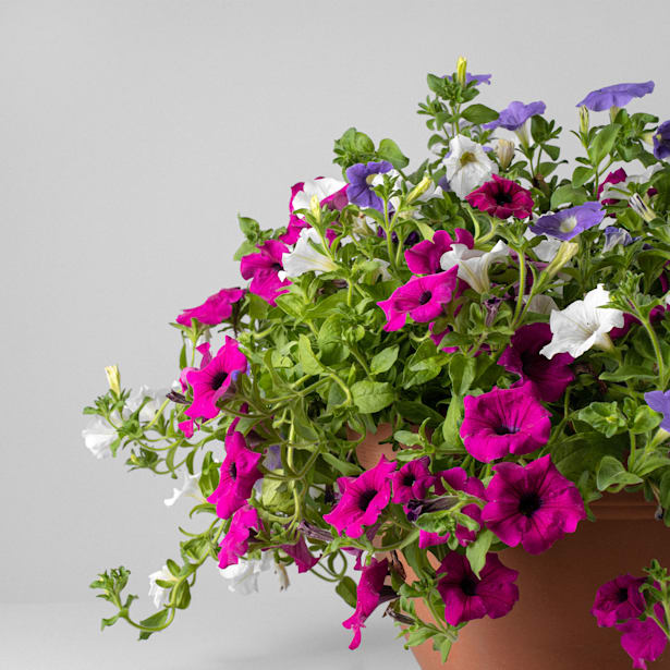 Surfinia (Variedad de Petunia |