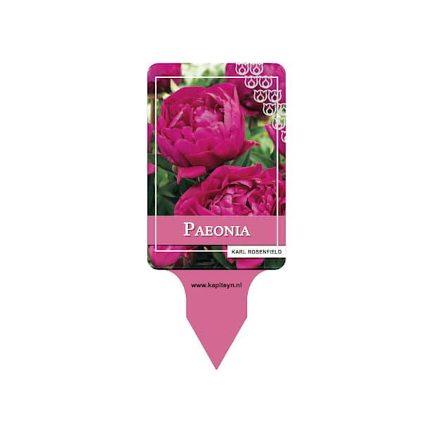 Bulbos Peonia Karl Rosenfield Rosa 1ud | Fronda