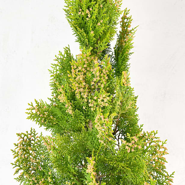 Tuya áurea (thuja orientalis pyramidalis aurea)