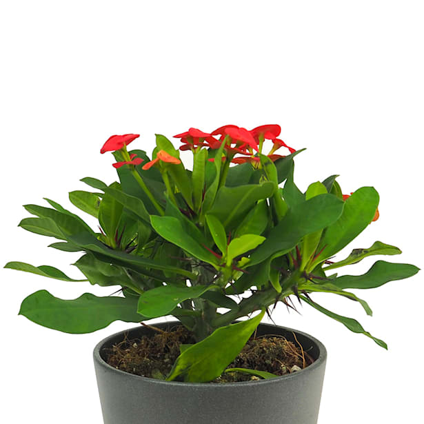 Euphorbia milii vulcanus rojo