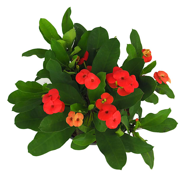 Euphorbia milii vulcanus rojo