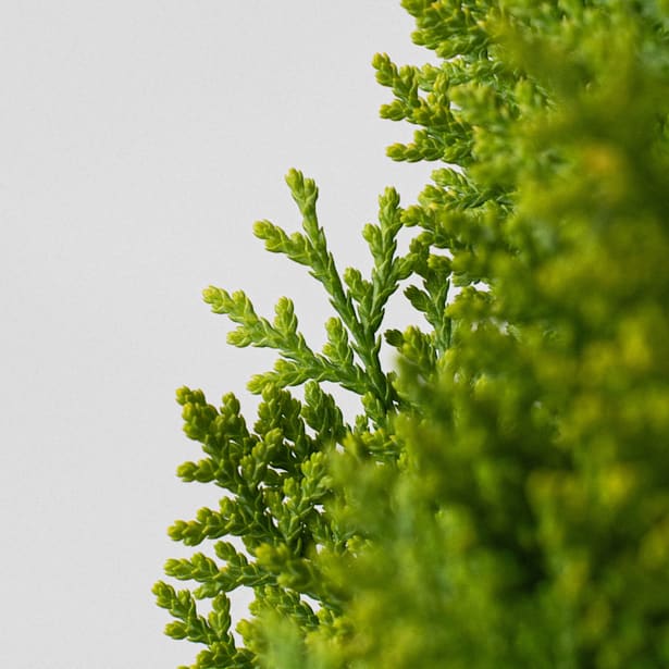 Tuya oriental 'Aurea Nana' (thuja orientalis)