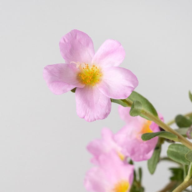 Flor de seda o portulaca umbraticola (verdolaga)