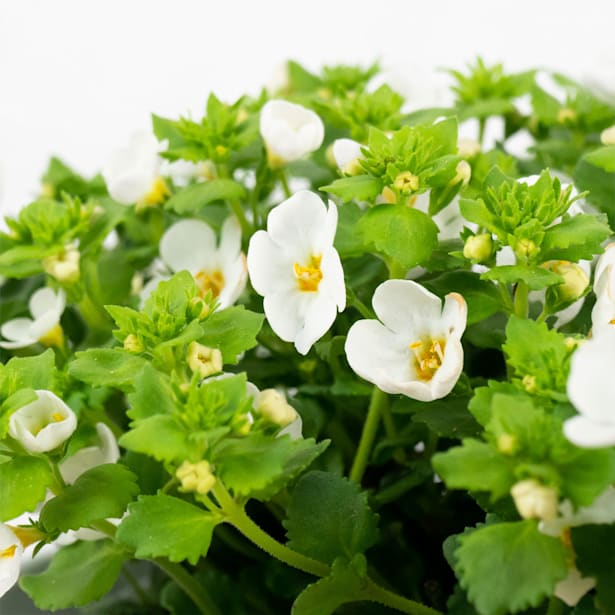 Bacopa (Sutera cordata)