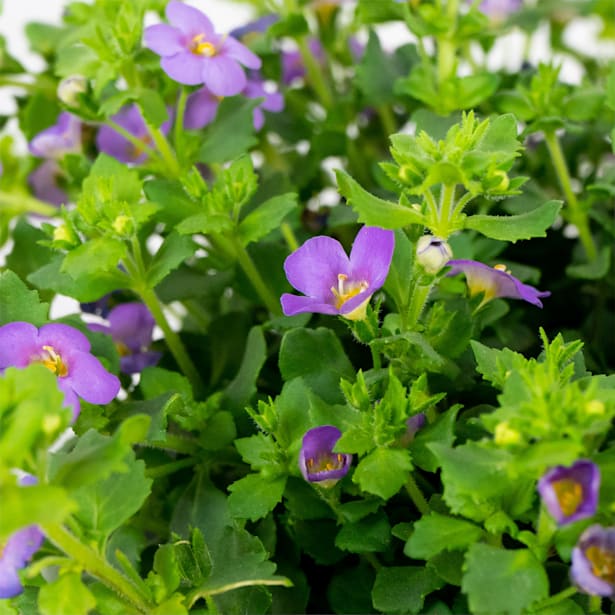 Bacopa (Sutera cordata)