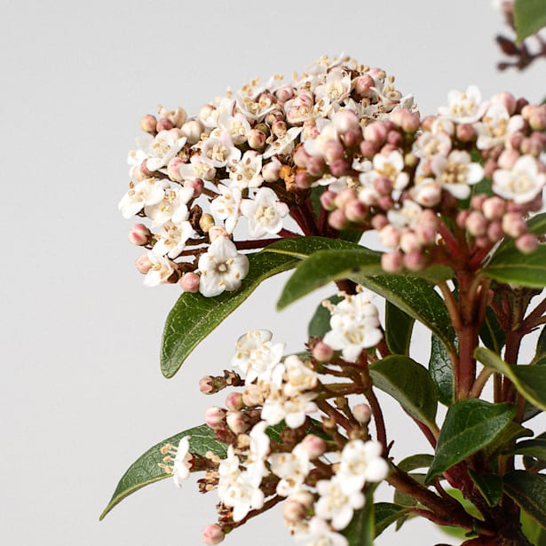 Viburnum tinus (Durillo)