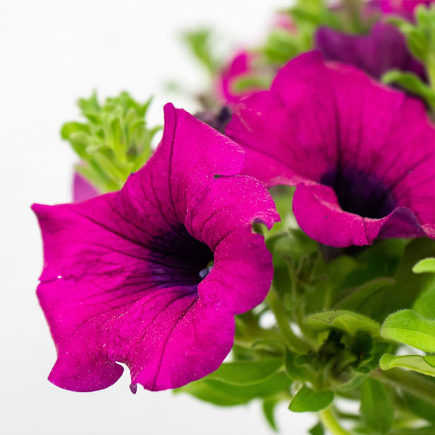 Surfinia (Petunia colgante)